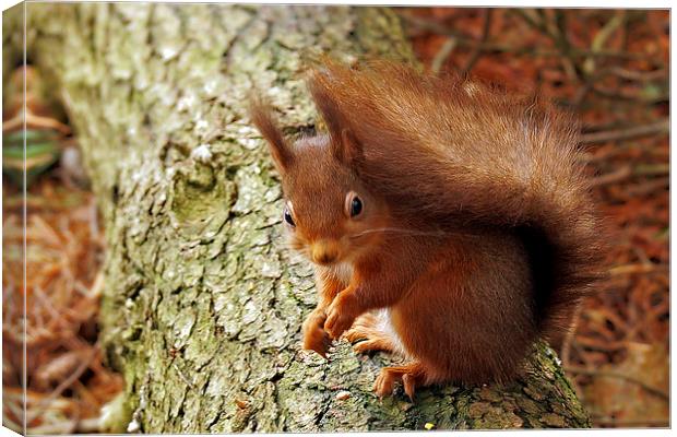 Tufty Canvas Print by Richie Fairlamb