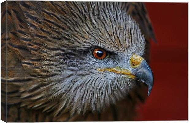 Indian Black Kite Canvas Print by Richie Fairlamb