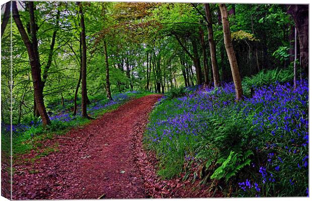 Bluebell Road Canvas Print by Richie Fairlamb