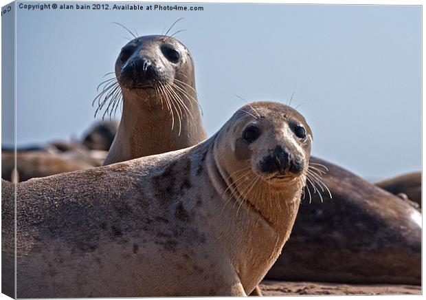 Seals on the beach Canvas Print by alan bain