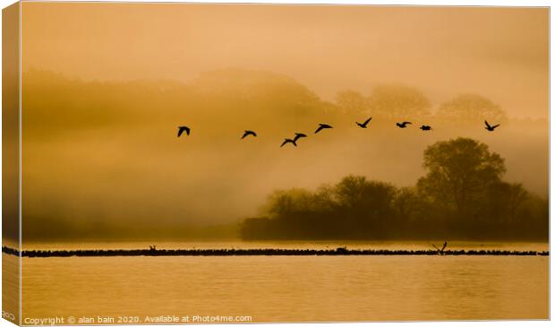 Geese at dawn over the Loch of Skene Canvas Print by alan bain