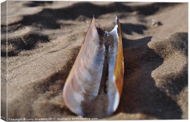 Razor shell Canvas Print by Lucy Goodwin