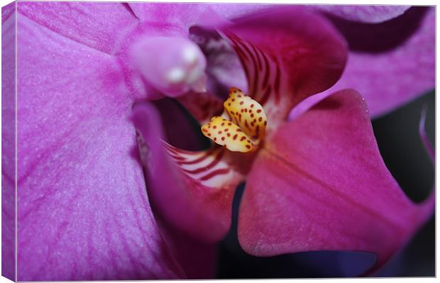 Orchid Phalaenosis Canvas Print by Lucy Goodwin