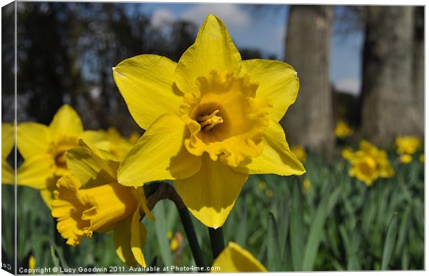 Daffodils in the park Canvas Print by Lucy Goodwin