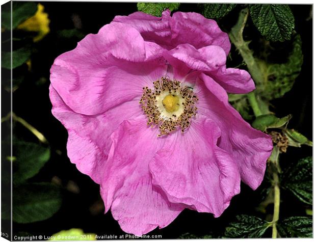 Pink Dog Rose Canvas Print by Lucy Goodwin