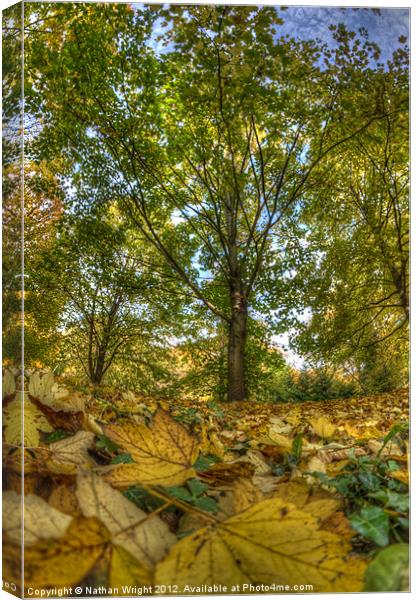 Autumn leaves Canvas Print by Nathan Wright