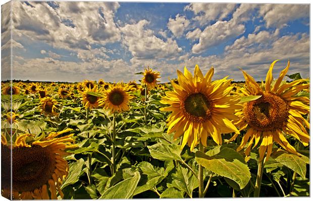 Sunflowers fields Canvas Print by Nathan Wright