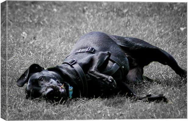 Labrador playing in grass Canvas Print by mat barker