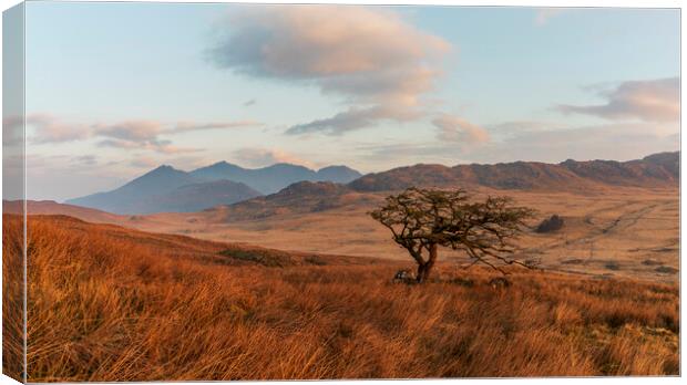 Lonely tree with Snowdon in the background Canvas Print by Rory Trappe