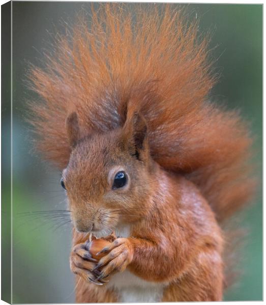 Red Squirrel Canvas Print by Rory Trappe