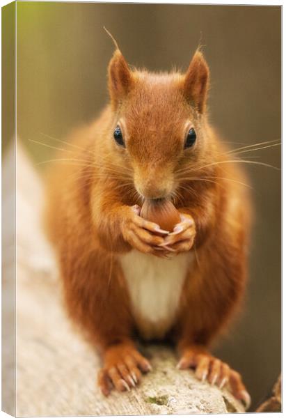 A close up of a squirrel on a table Canvas Print by Rory Trappe