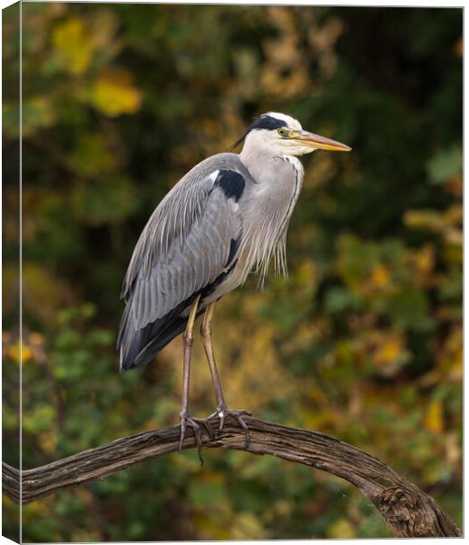 Heron Canvas Print by Rory Trappe