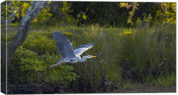 Grey Heron on the Glaslyn river Canvas Print by Rory Trappe