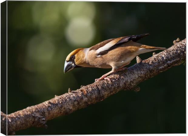 Hawfinch Canvas Print by Rory Trappe