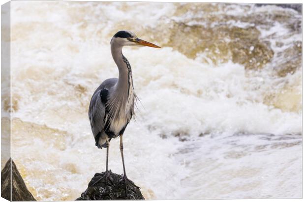 Heron fishing in the rapids Canvas Print by Rory Trappe