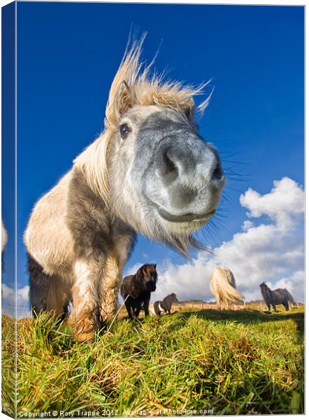 Shetland ponies Canvas Print by Rory Trappe
