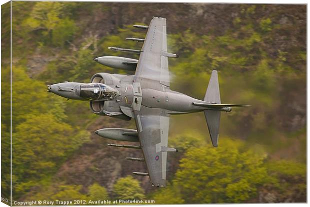 Harrier on Corris corner Canvas Print by Rory Trappe