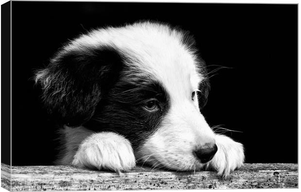 Sheepdog puppy looking out Canvas Print by Rory Trappe