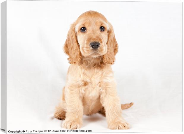 Spaniel puppy Canvas Print by Rory Trappe