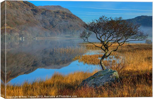 Lonely tree at Llyn Dinas Canvas Print by Rory Trappe