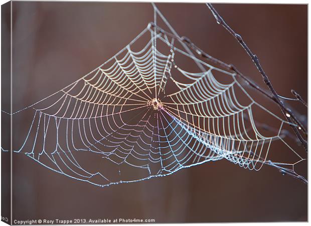 Spiders web Canvas Print by Rory Trappe