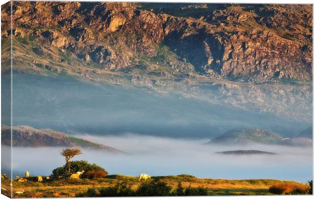 Cydnerth near Llan Ffestiniog Canvas Print by Rory Trappe