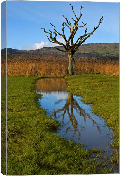 Dead tree in the reeds Canvas Print by Rory Trappe