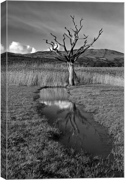 Dead tree Canvas Print by Rory Trappe