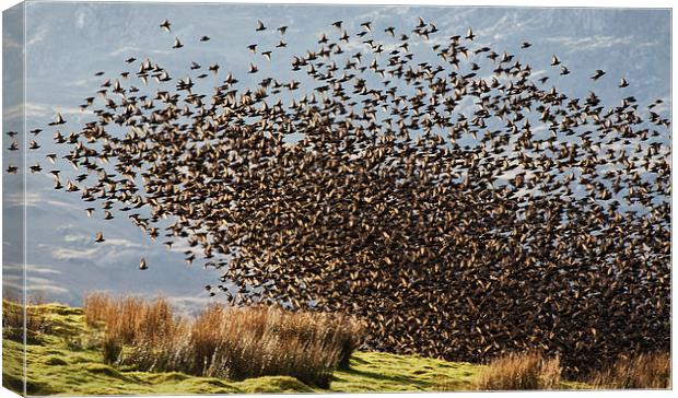 Starlings - Safety in numbers Canvas Print by Rory Trappe