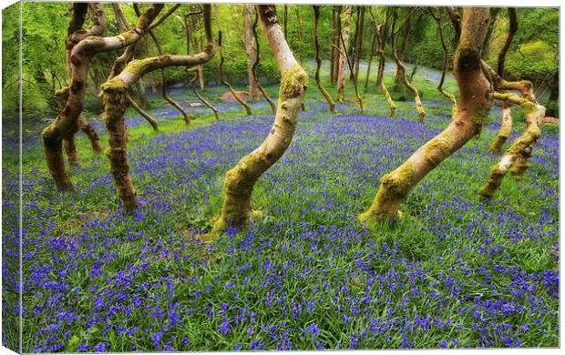 Bluebells in a wood Canvas Print by Rory Trappe