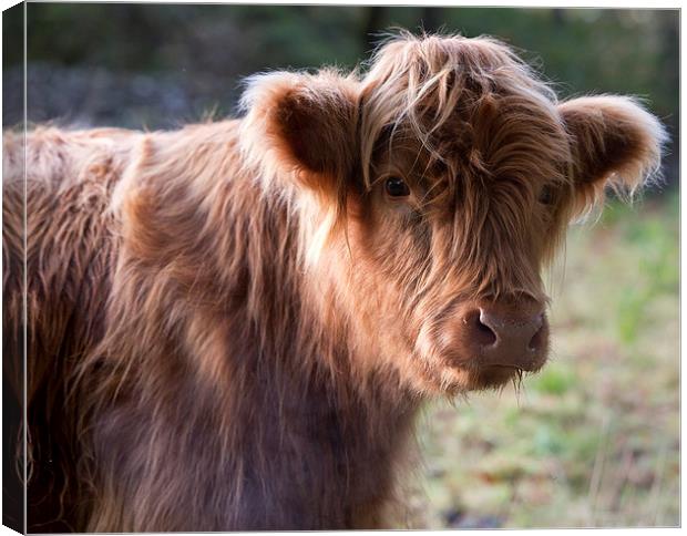  Highland calf Canvas Print by Rory Trappe