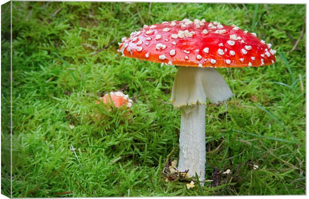 Amanita muscaria (fly agaric Canvas Print by Rory Trappe