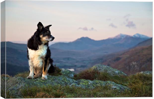 Gelert - April 2001 to November 2015 Canvas Print by Rory Trappe