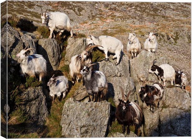  Welsh mountain goats Canvas Print by Rory Trappe