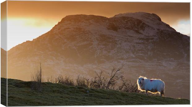  Welsh mountain sheep Canvas Print by Rory Trappe