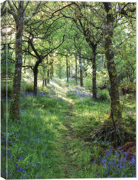  Path in the woods Canvas Print by Rory Trappe