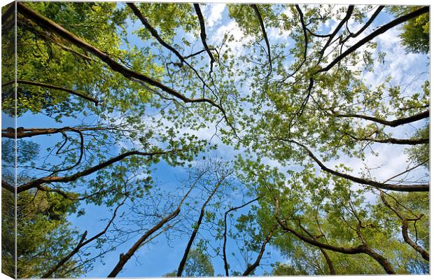  Tree tops Canvas Print by Rory Trappe