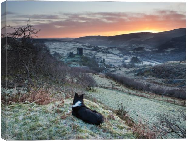 Gelert watching the sunrise Canvas Print by Rory Trappe