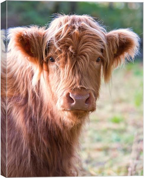 Highland calf Canvas Print by Rory Trappe