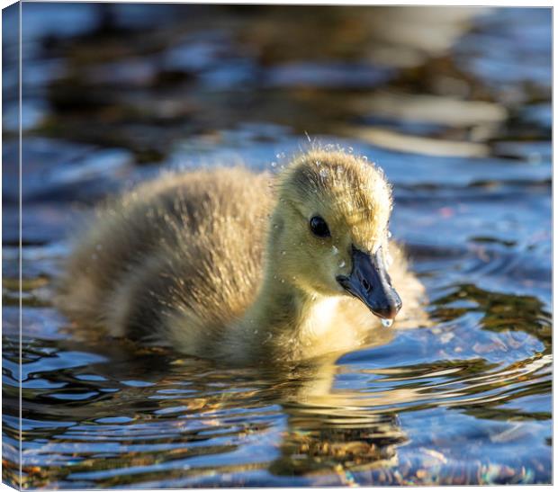 Canadian Geese Gosling Canvas Print by Rory Trappe