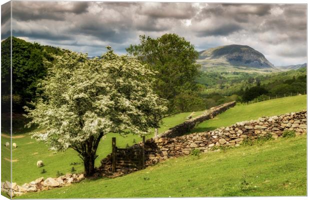 Summer scene at Ffestiniog Canvas Print by Rory Trappe