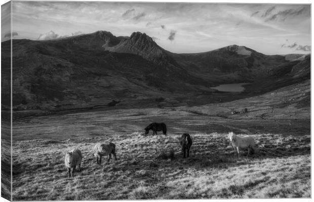 Tryfan and the Carneddau ponies in the Ogwen Valle Canvas Print by Rory Trappe