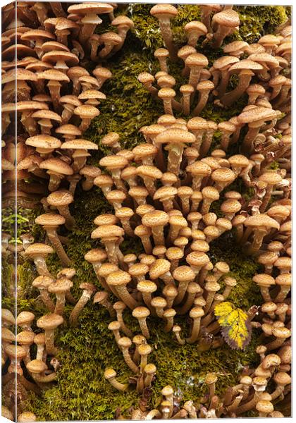Honey Mushrooms - Armillaria Mellea Canvas Print by Rory Trappe