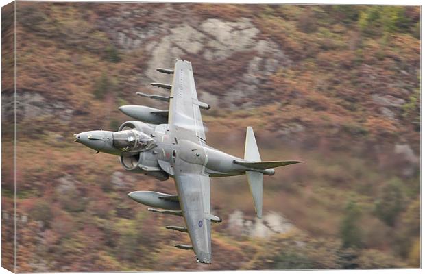 Harrier at Corris Canvas Print by Rory Trappe