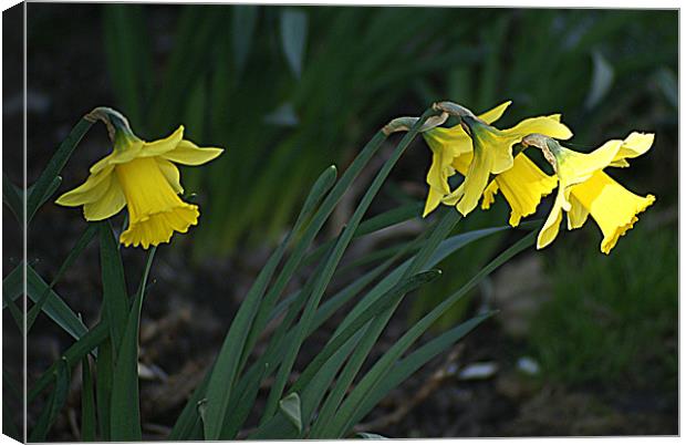A Sign of Spring Canvas Print by Jacqui Kilcoyne