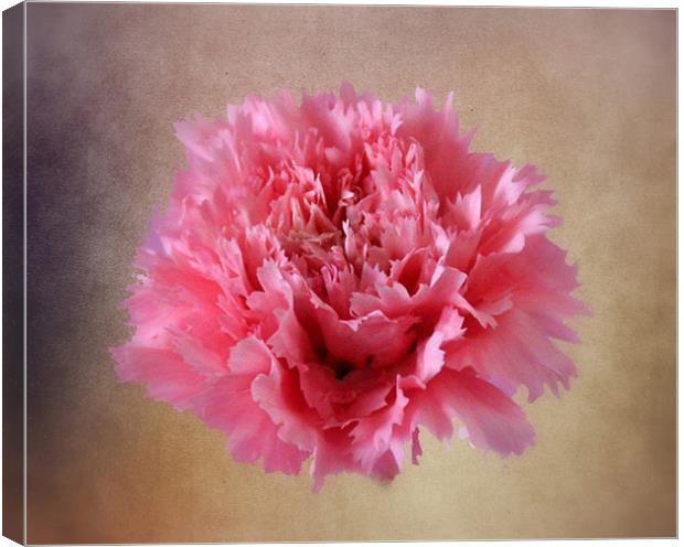 Pink Carnation Canvas Print by Jacqui Kilcoyne