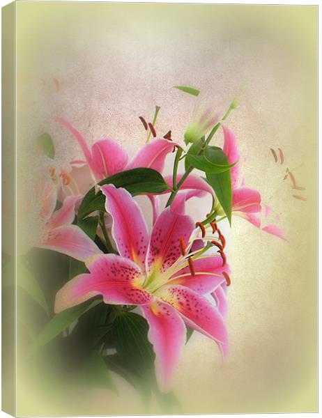 Lovely Lillies. Canvas Print by Jacqui Kilcoyne