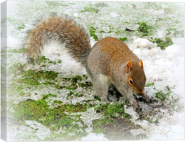 Snowy Squirrel Canvas Print by Jacqui Kilcoyne