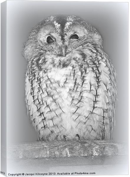 Spotted Eagle Owl Canvas Print by Jacqui Kilcoyne