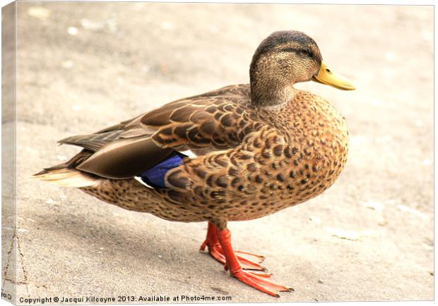 The Mallard Duck Canvas Print by Jacqui Kilcoyne